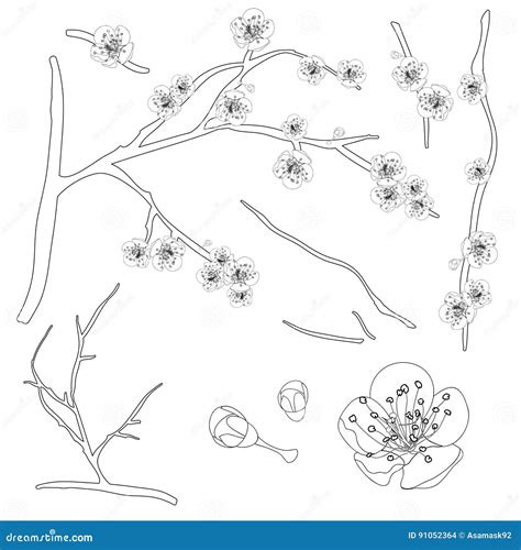 Prunus Mume Outline - Chinese Plum, Japanese Apricot Flower, Plum Blossom. Vector Illustration ...