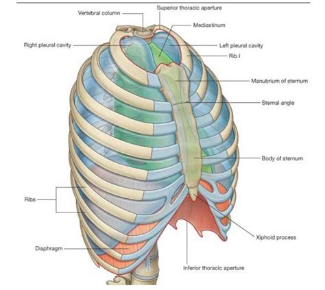 Thorax or chest - define at the-definition.com