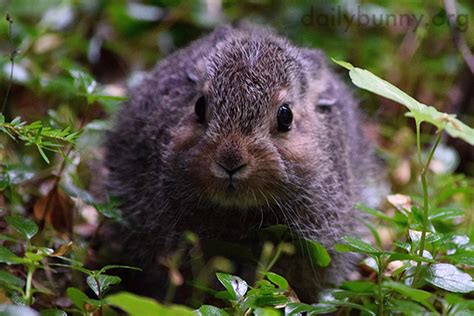 Tiny Wild Bunny in Her Natural Habitat — The Daily Bunny