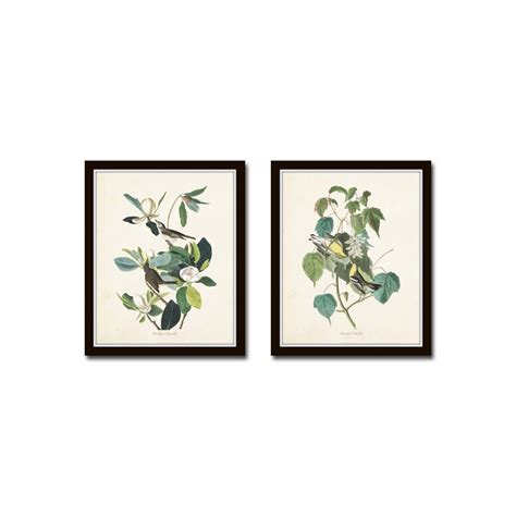 Audubon Birds Print Set No. 6, Botanical Prints, Audubon Bird Prints ...