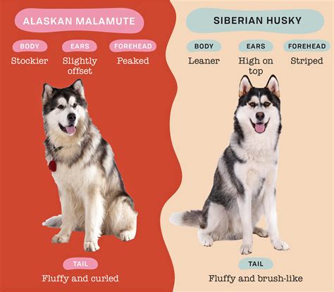 Quick can you spot the difference between a malamute and husky – Artofit