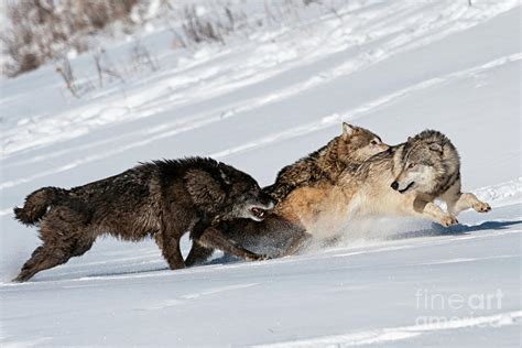 Wolves Running In Snow Photograph by Tibor Vari - Fine Art America