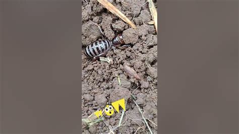 I found a Baby Jerusalem Beetle, he's so cute ️ and bug ️ #nature #bug #insects - YouTube