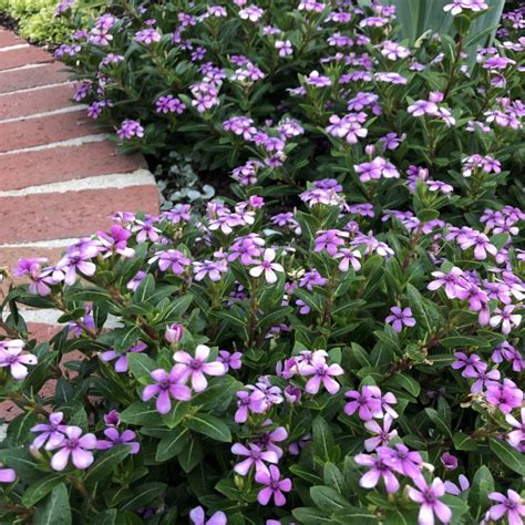 Catharanthus - Greenhouse Product News