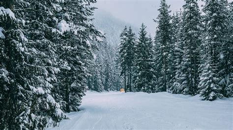 Wallpaper winter, forest, snow, trees, road, traces hd, picture, image | Winter wallpaper hd ...