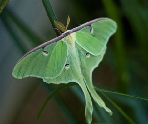 Luna Moth Facts for Kids