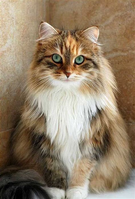 731 best Norwegian Forest Cat images on Pinterest