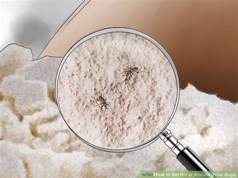 How to Get Rid of Weevils (Flour Bugs): 10 Steps (with Pictures)