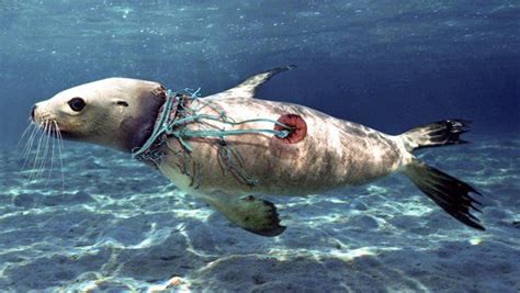 شاهد تأثير البلاستيك السلبي على البيئة في كل مكان - مداد الجليد | Ocean pollution, Plastic ...