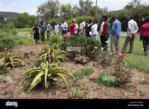 African teachers visiting herb garden with medicinal plants to make traditional medicine Restart ...