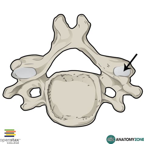 Superior Articular Process • Musculoskeletal, Skeletal • AnatomyZone