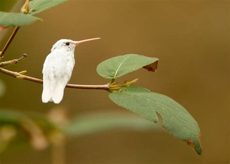 Rare albino hummingbird appears in KC metro area | Missouri Department ...