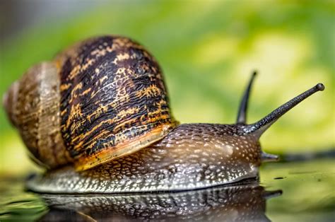 Common Garden Snail | Smithsonian Photo Contest | Smithsonian Magazine