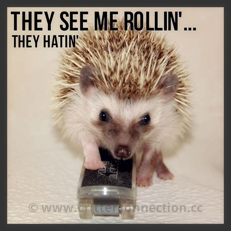 Funny Hedgehog Quotes - ShortQuotes.cc