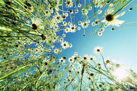 Camomile Flowers Photograph by Wladimir Bulgar - Fine Art America