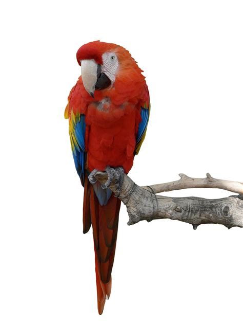 Parrot HD PNG Transparent Parrot HD.PNG Images. | PlusPNG