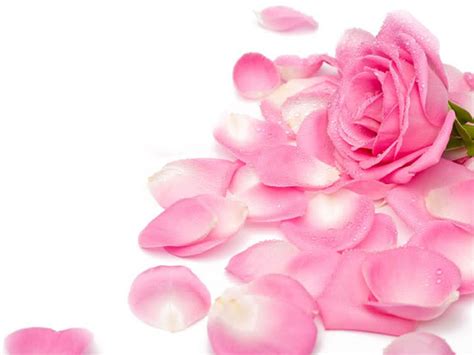 Pink Rose Backgrounds - Wallpaper Cave