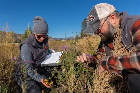 Idaho State University Ecologists Studying Ways to Improve Vegetation Along Idaho’s Roads and ...