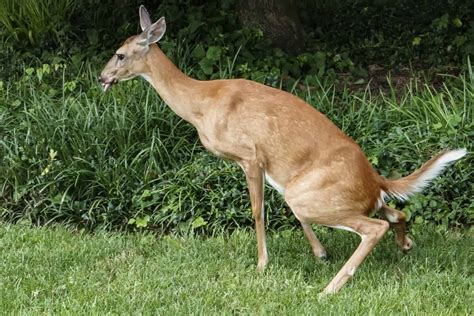 How to Get Rid of Deer Poop in Your Yard | Yard Work HQ