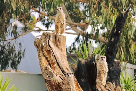 Halls Gap Zoo, Grampians Tourism excited for coronavirus restrictions ...