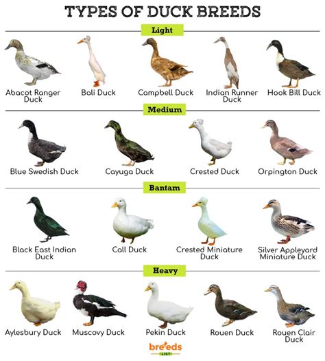 Duck breeds facts types and pictures – Artofit