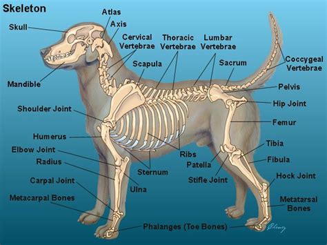 anatomy_d3 | Dog anatomy, Animal hospital, Cat anatomy