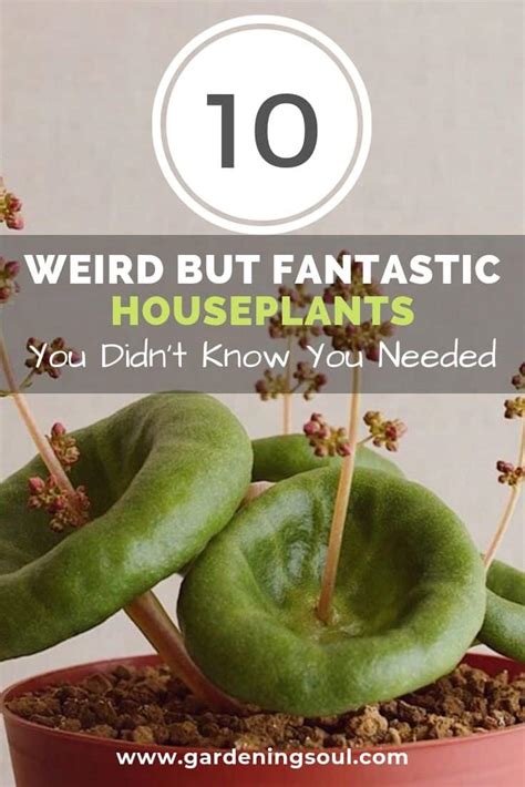 10 Weird But Fantastic Houseplants You Didn’t Know You Needed