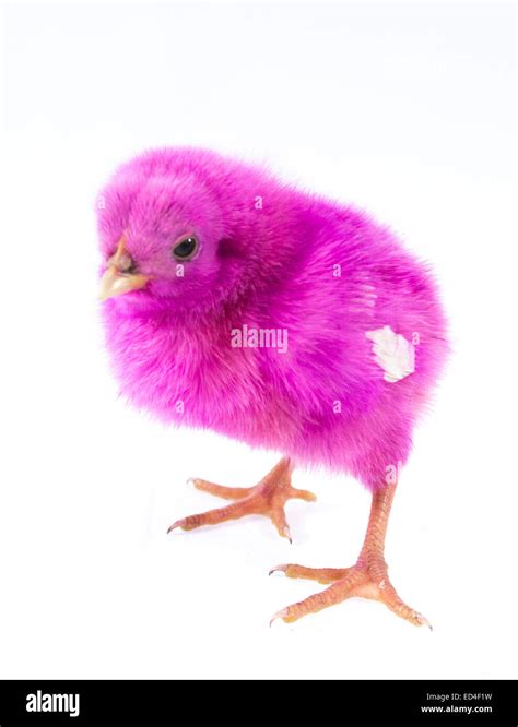 live little pink chicken animal isolated on white background Stock ...