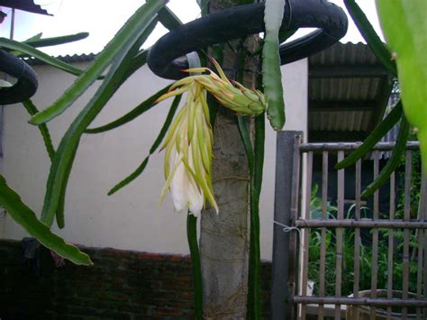 Caping Tani : Tanaman Hias, Buah, Bunga, Budidaya Tanaman dalam Pot.: Buah Naga