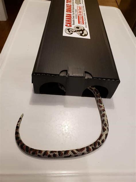 10 Best Snake Traps 2020 | Insect Hobbyist