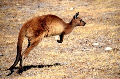 The Impossibly Cute Animals of Kangaroo Island, Australia | Animals, Kangaroo island, Kangaroo