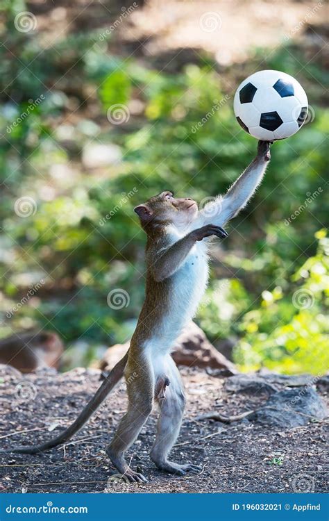 Monkey playing soccer ball stock image. Image of primate - 196032021