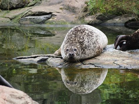 A seal sitting on top of a rock next to a body of water. Robbe seal mirroring. - PICRYL - Public ...