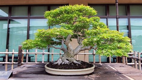 ★お求めやすく価格改定★ bonsai asakusa.sub.jp