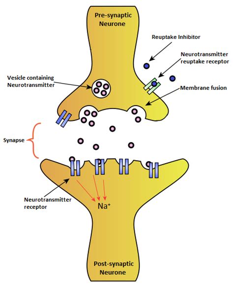 Reuptake inhibitor - PsychonautWiki