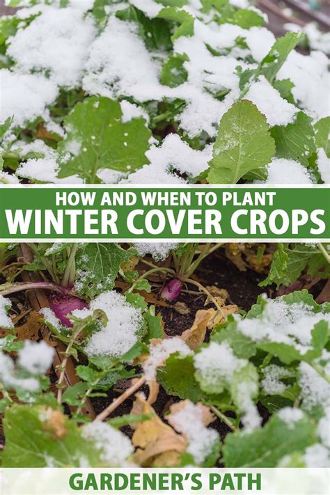 How and When to Plant Winter Cover Crops | Gardener’s Path