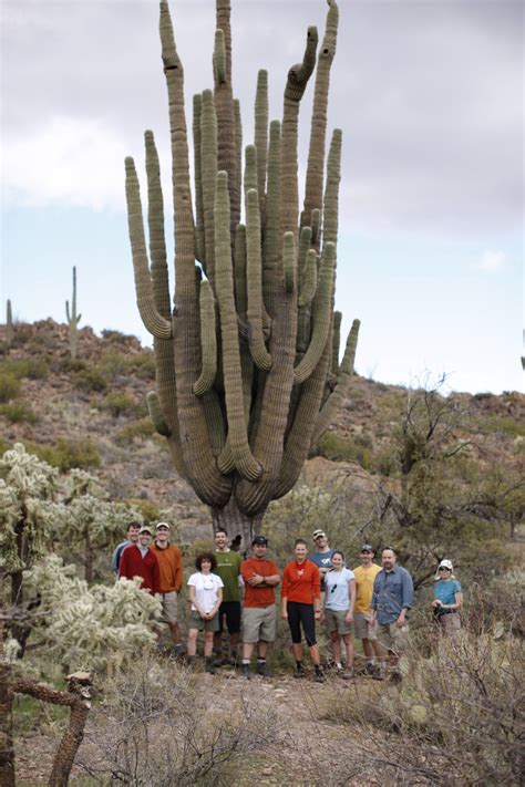 Grand daddy saguaro. Ive lived in arizona for over ten years and never ...