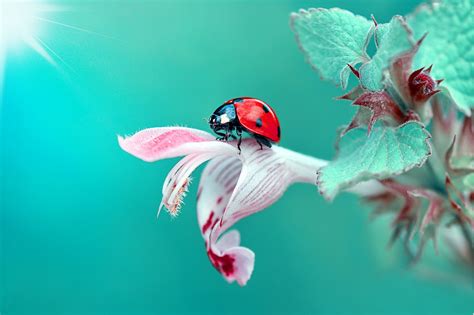 Ladybug Wallpaper,HD Animals Wallpapers,4k Wallpapers,Images ...