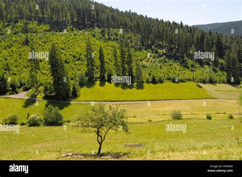 black forest nature park Stock Photo - Alamy