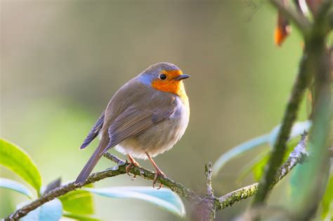 Free Images : nature, branch, flower, wildlife, beak, yellow, fauna, close up, sing, aesthetic ...