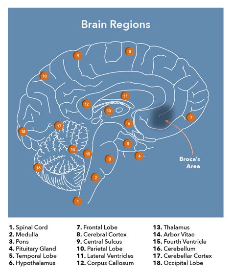 Neuroanatomy, Broca Area Article