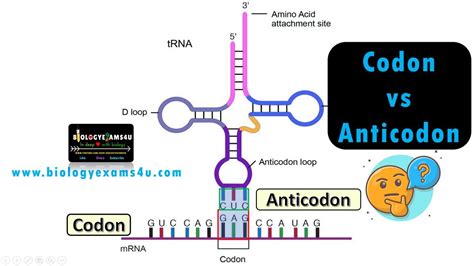 Anticodons Are Located Where