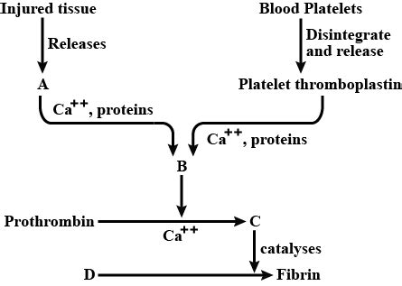 Identify the components labelled (A-D) in the given flow chart of the ...