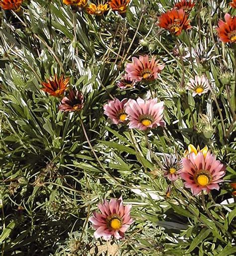 Gazania (Gazania rigens)