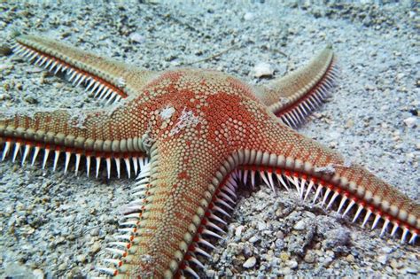 Starfish: Characteristics, reproduction, habitat, types and more