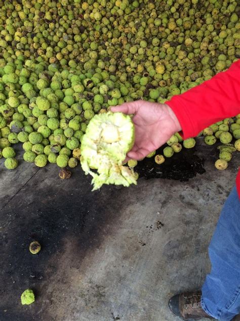 Hedge Balls: Iowa's Newest Cash Crop | Cash crop, Hedge apples, Hedge apples uses