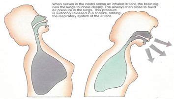 Mechanism of Cough and Sneeze | MEDCHROME