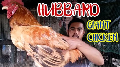 HUBBARD CHICKEN | ROOSTER | BACKYARD FARM - YouTube