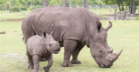 Gulf Breeze Zoo's baby white rhino Katana is first in 34-year history