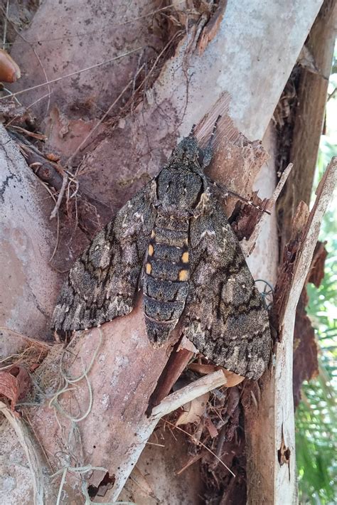 Cocytius antaeus (Giant Sphinx) female | USA: Florida, St Lu… | Flickr